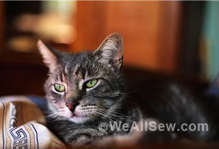 DIY pet projects