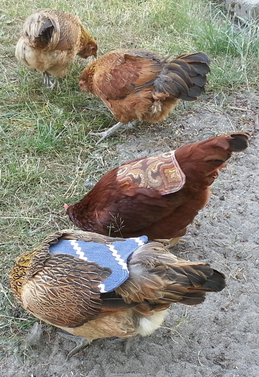 ChickenAprons