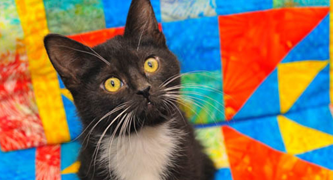 BERNINA Supports Kennel Quilts Efforts
