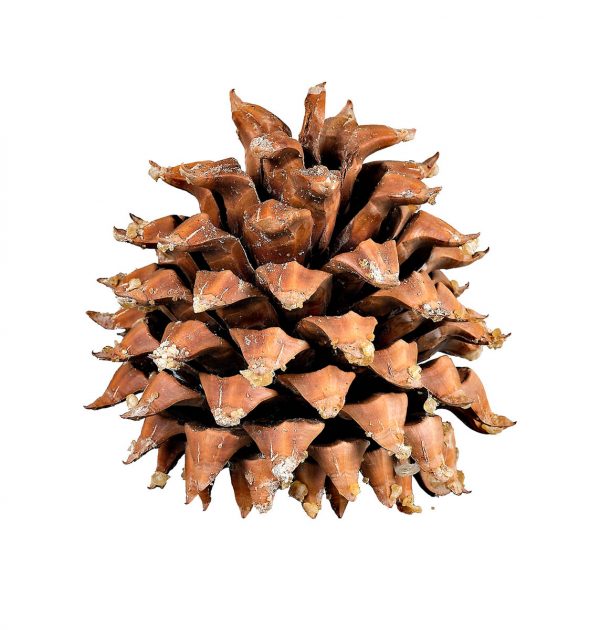 Holiday Coasters - Pine Cone
