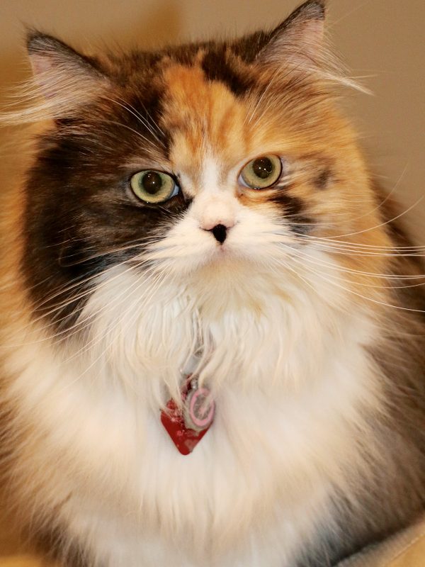 Photo of Pet
