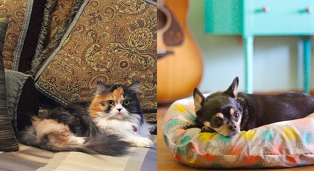 DIY pet sewing projects