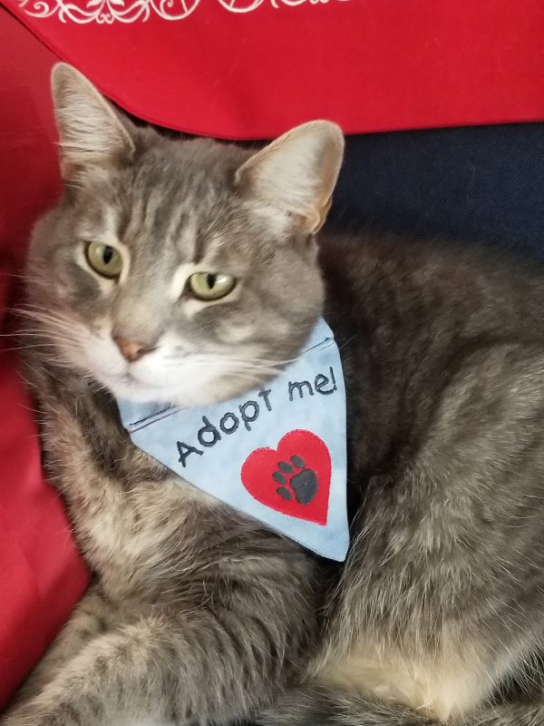 Pet_Bandana_Adopt_Me