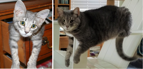 Pet_Bandana_kiki_kitten_and_7_yrs