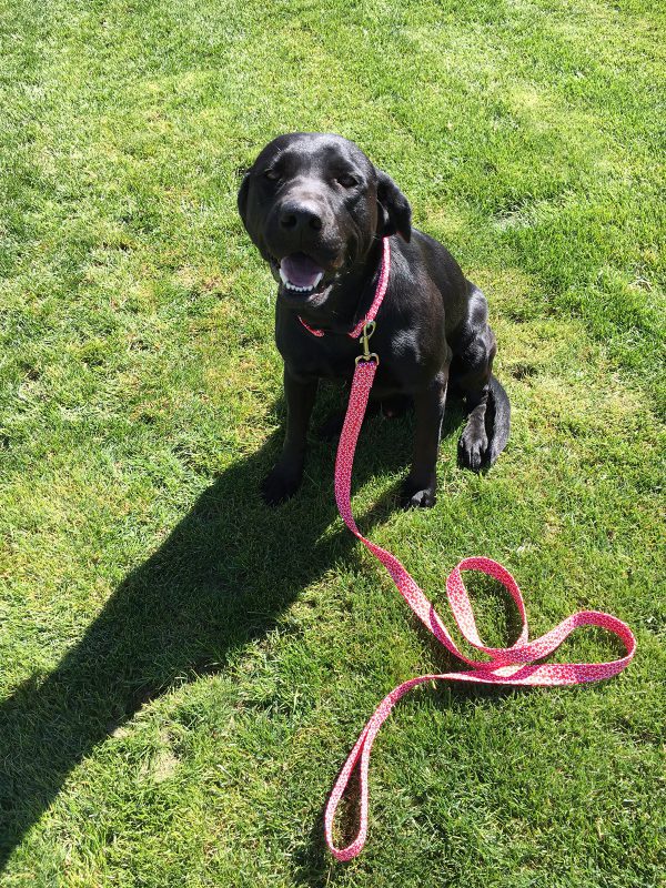 Dog_Collar_2nd Leash