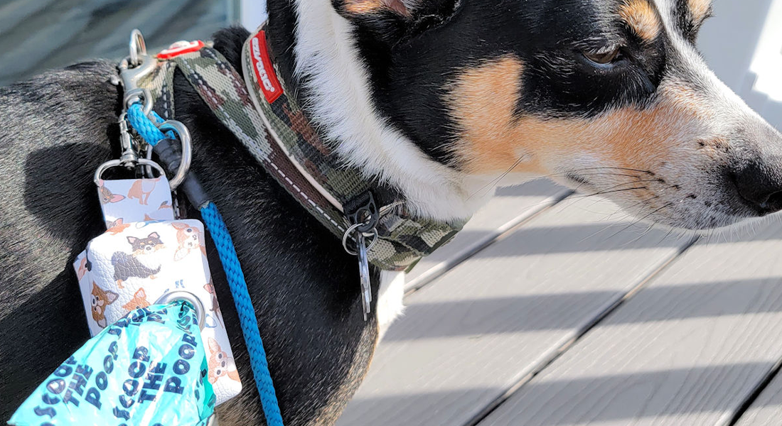 Sew a Dog Waste Bag Holder BERNINA WeAllSew Blog Feature 1100x600