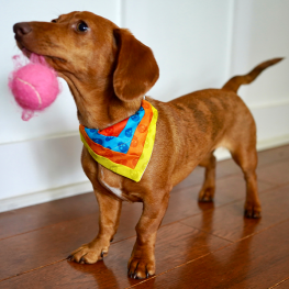 How to Sew a Dog Bandana BERNINA WeAllSew Blog Feature 1100x600
