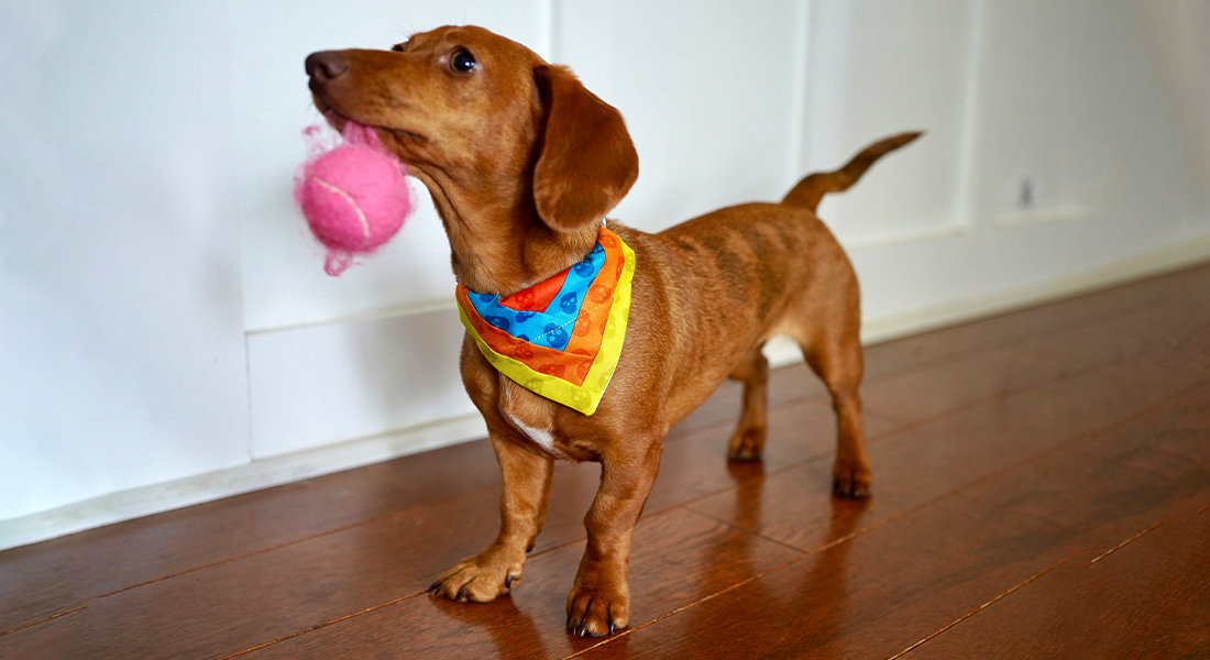 How to Sew a Dog Bandana BERNINA WeAllSew Blog Feature 1100x600