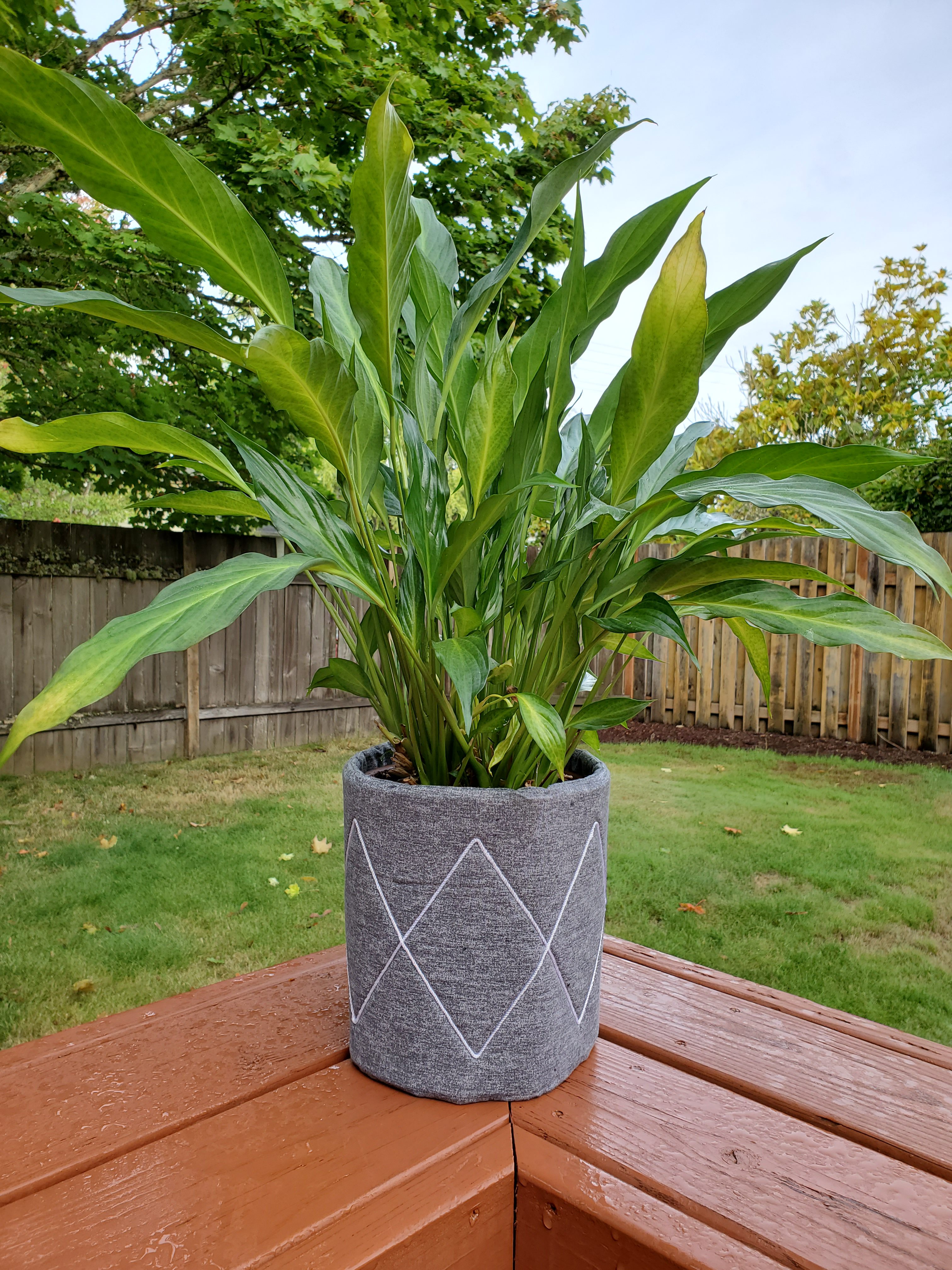 flower pot