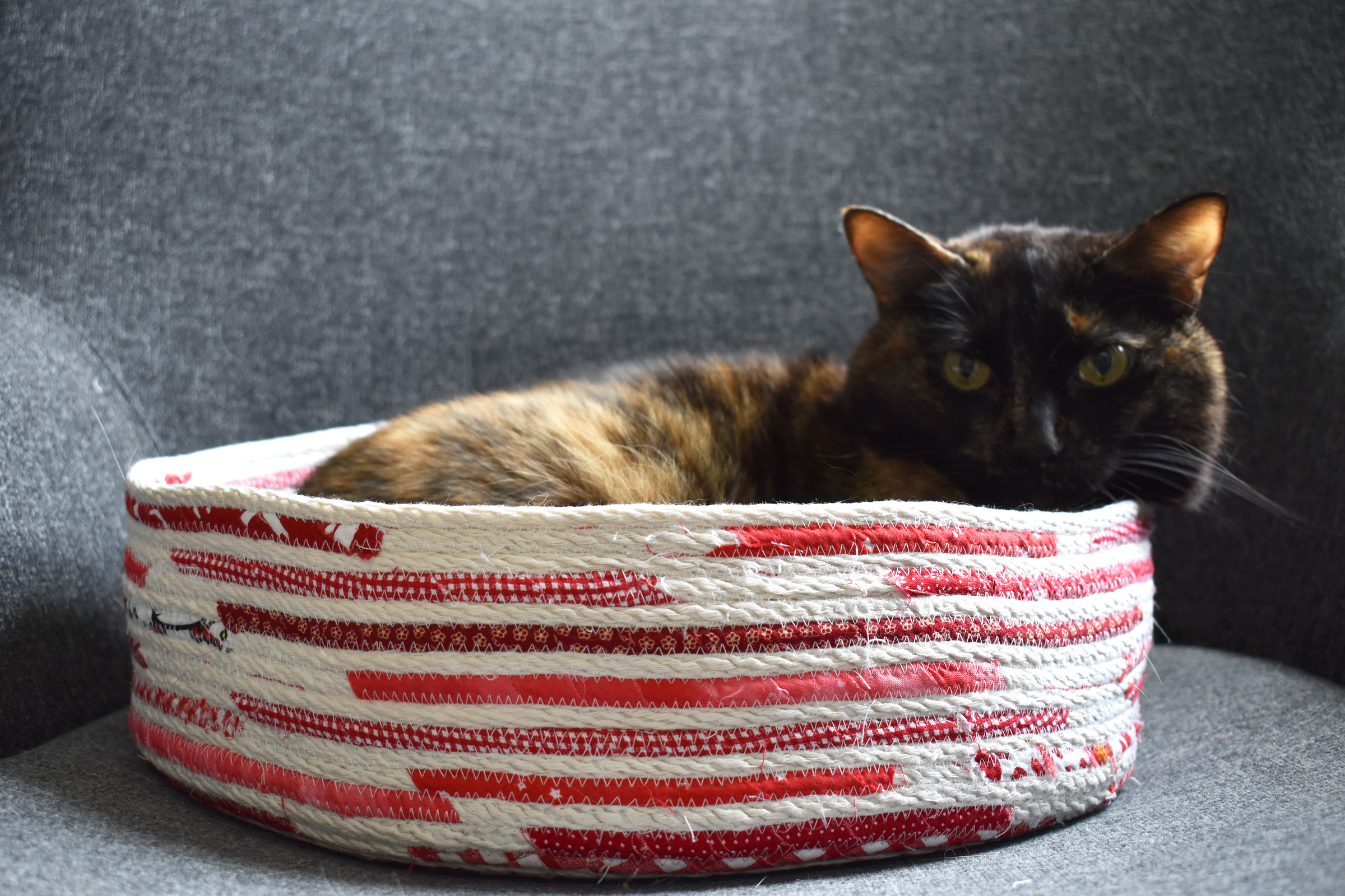 cat basket