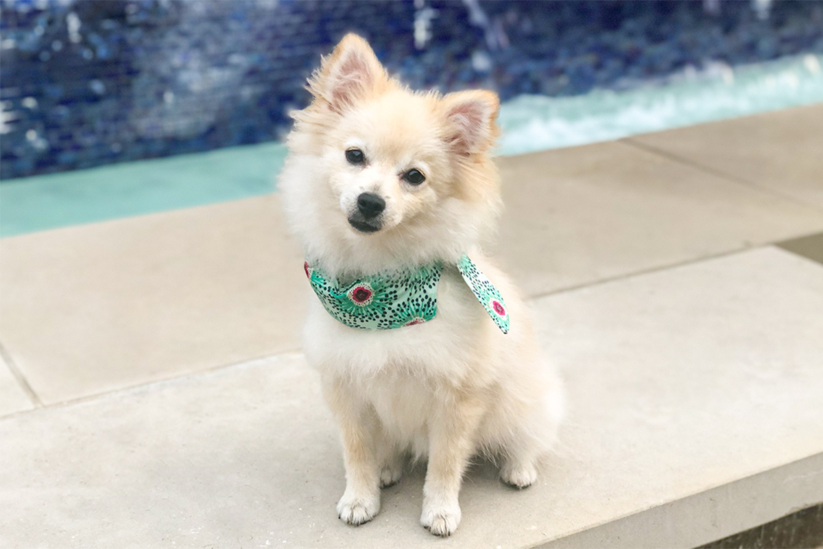 pet cooling bandana
