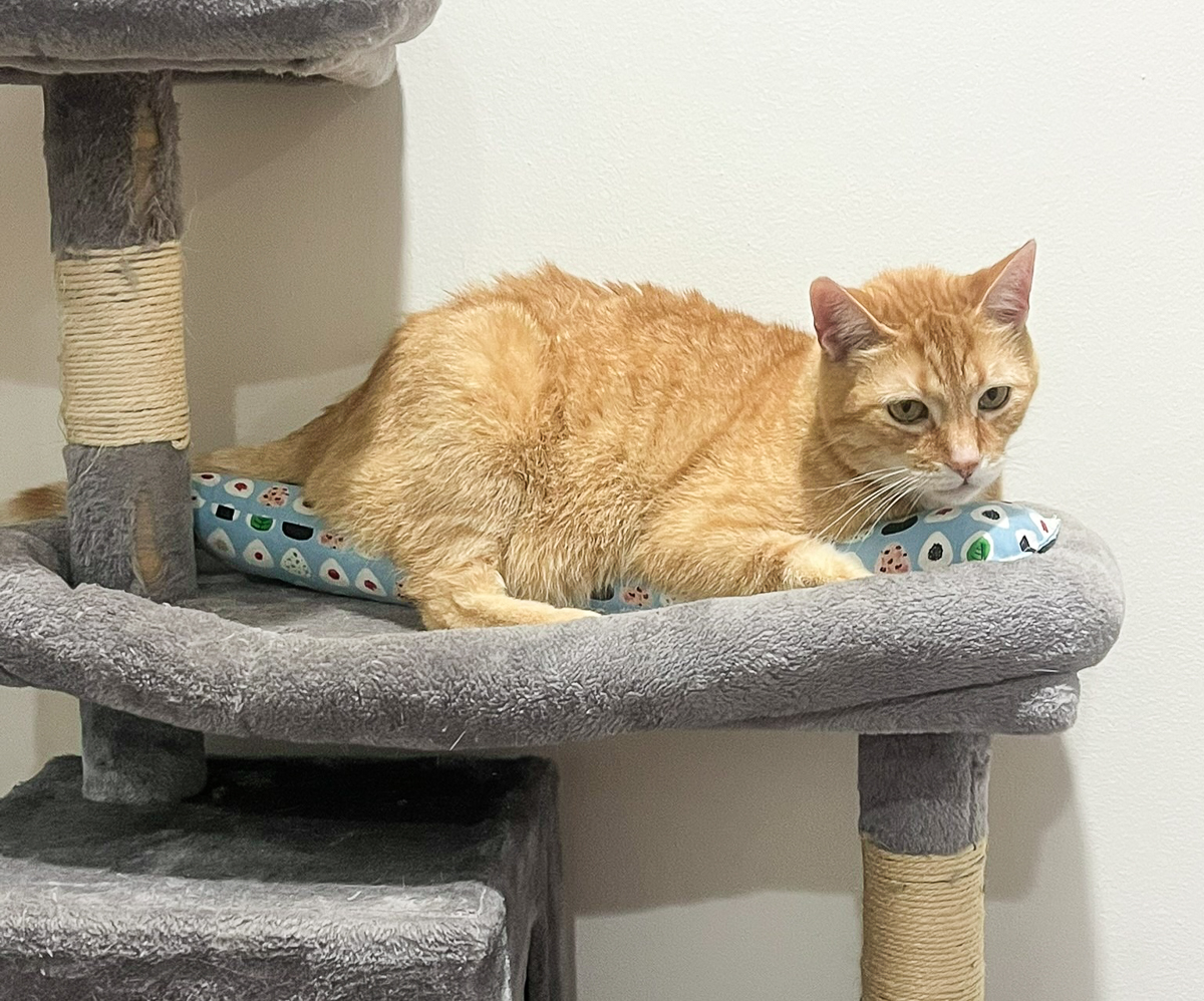 Simba with kitty stick on cat tower